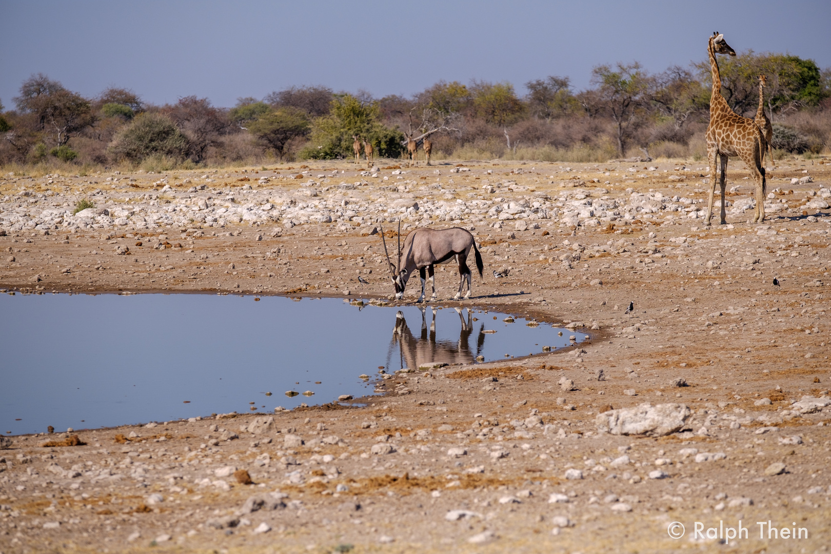 trinkende Oryx-Antilope