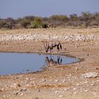 trinkende Oryx-Antilope