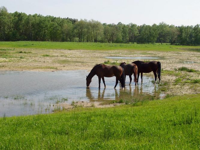 trinkende Pferde