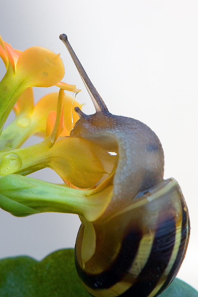 Trinkende Schnecke