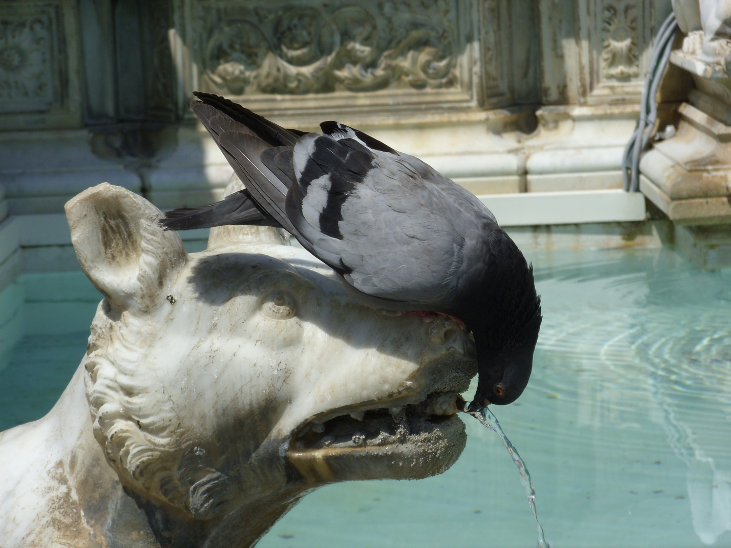 Trinkende Taube am Fonte Gaia in Siena