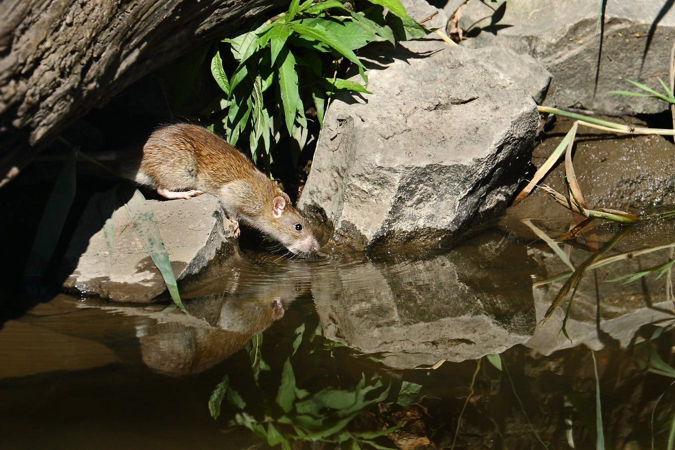 Trinkende Wanderratte