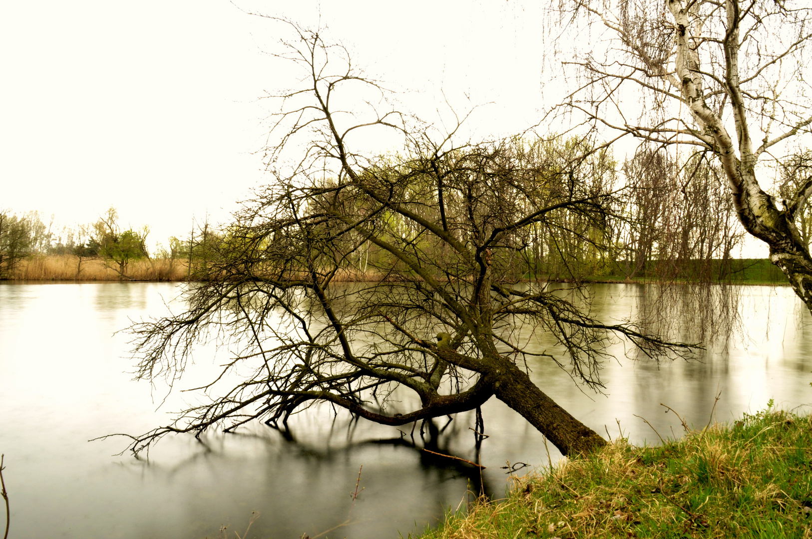 Trinkender Baum