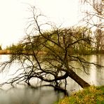 Trinkender Baum