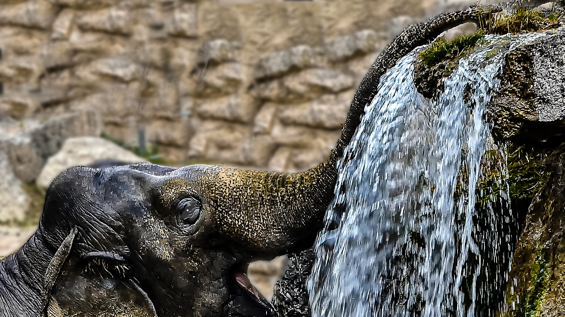 trinkender Elefant