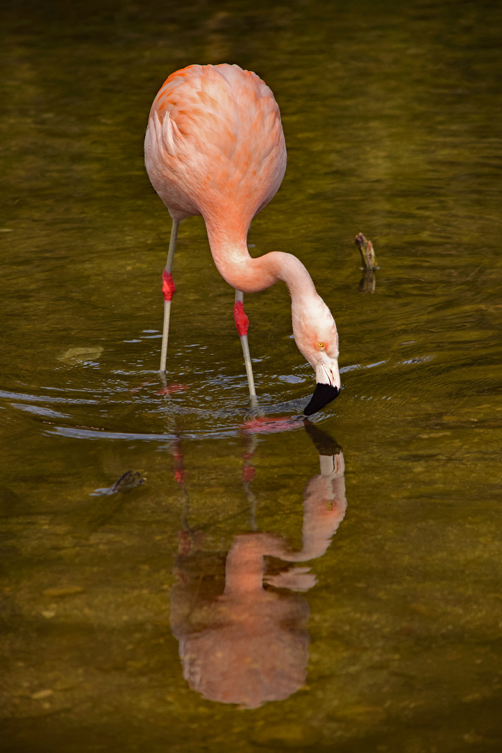 trinkender Flamingo