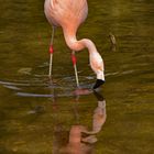 trinkender Flamingo