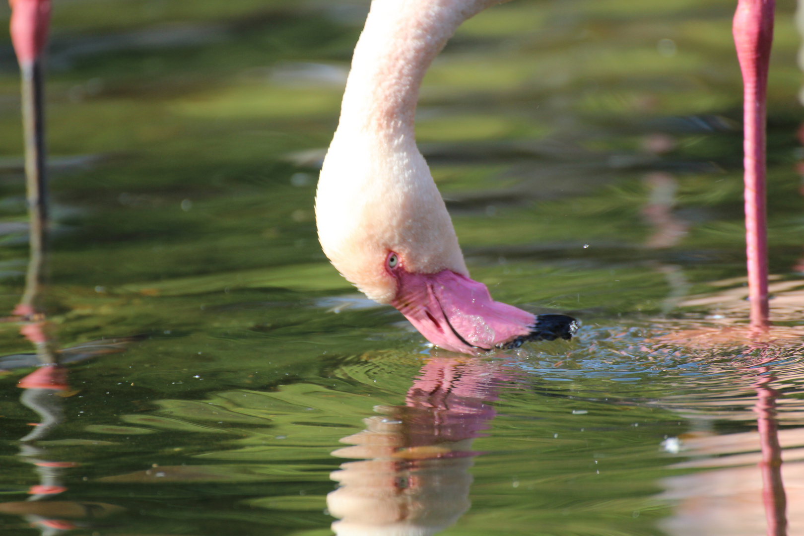 Trinkender Flamingo