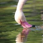 Trinkender Flamingo