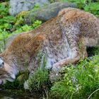 trinkender Luchs