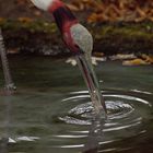 Trinkender Saruskranich im Berlienr Zoo