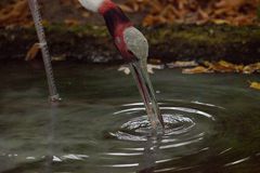 Trinkender Saruskranich im Berlienr Zoo