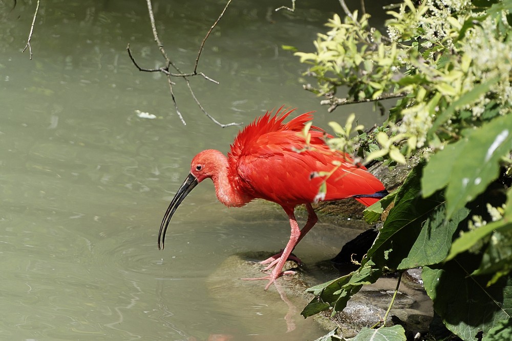 Trinkender Scharlachsichler