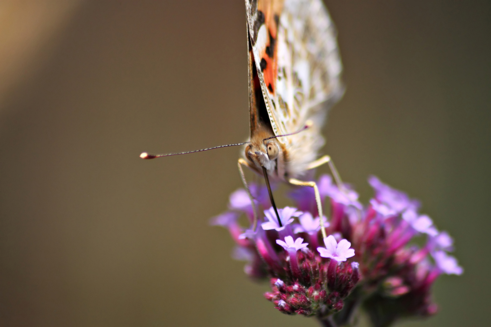 Trinkender Schmetterling