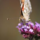 Trinkender Schmetterling