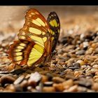 Trinkender Schmetterling 2