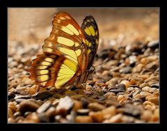 Trinkender Schmetterling 2