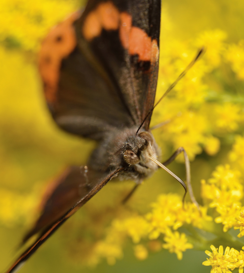 Trinkender Schmetterling