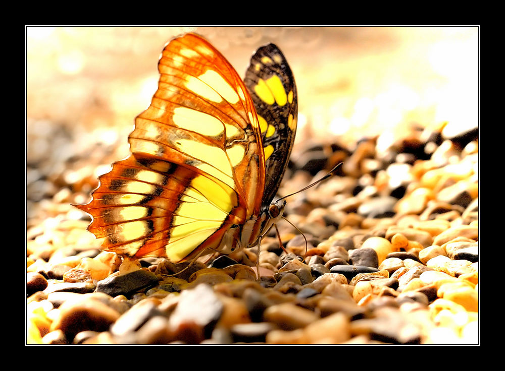 Trinkender Schmetterling