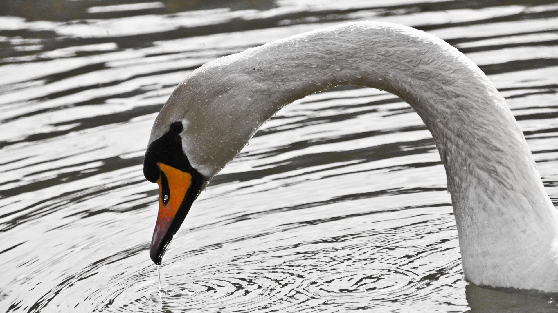 Trinkender Schwan