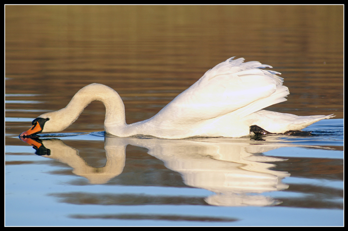 Trinkender Schwan