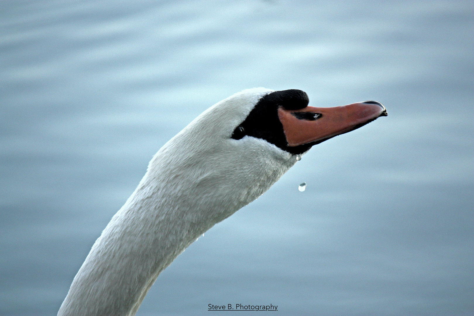 Trinkender Schwan