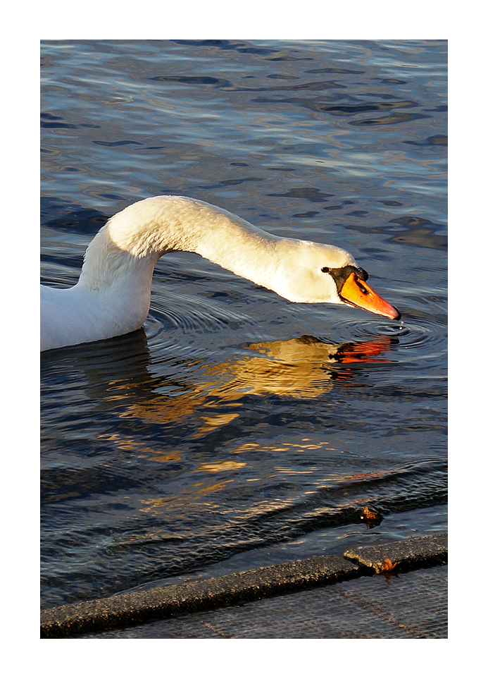 Trinkender Schwan