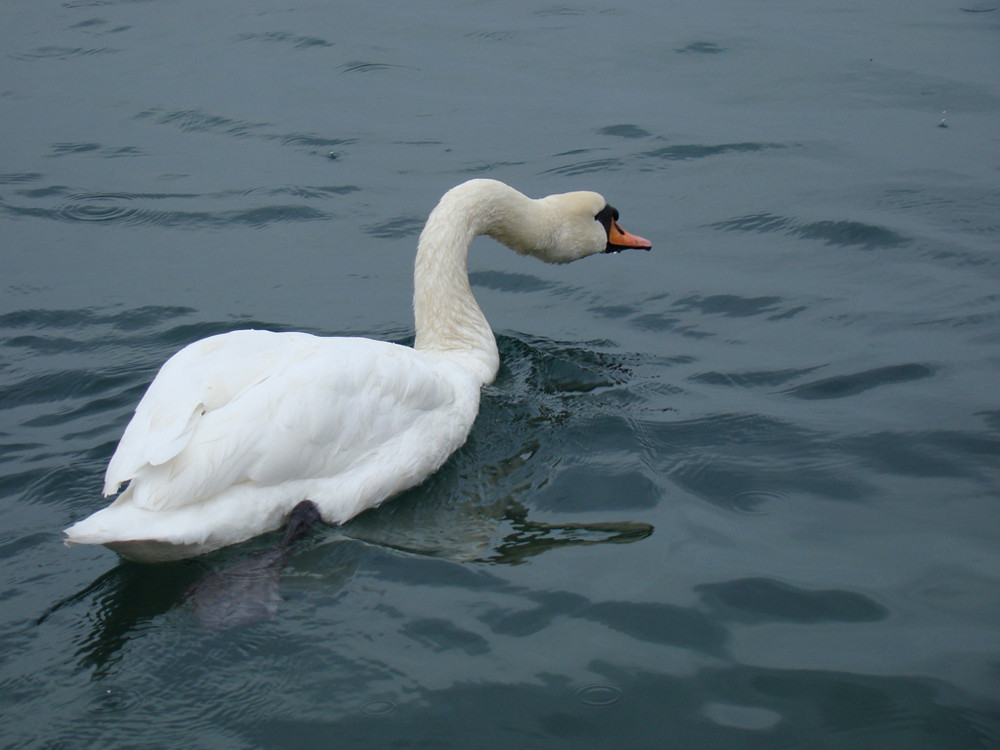 Trinkender Schwan