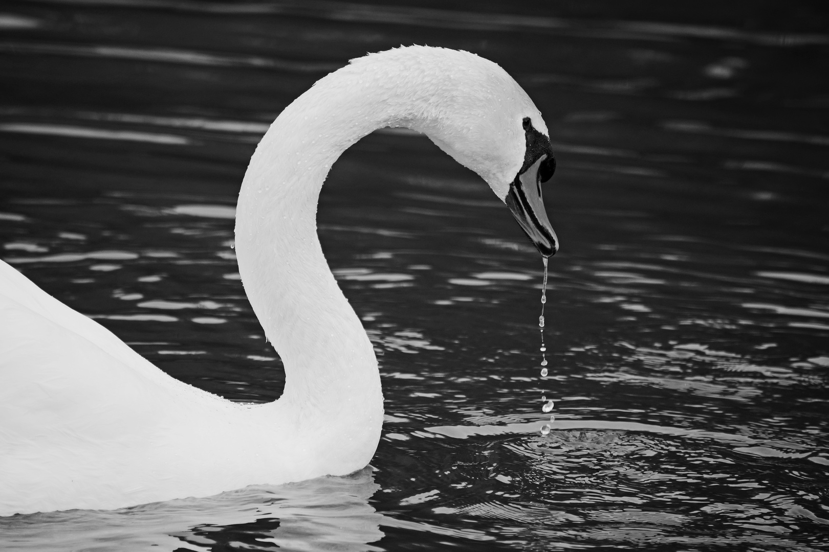 trinkender Schwan