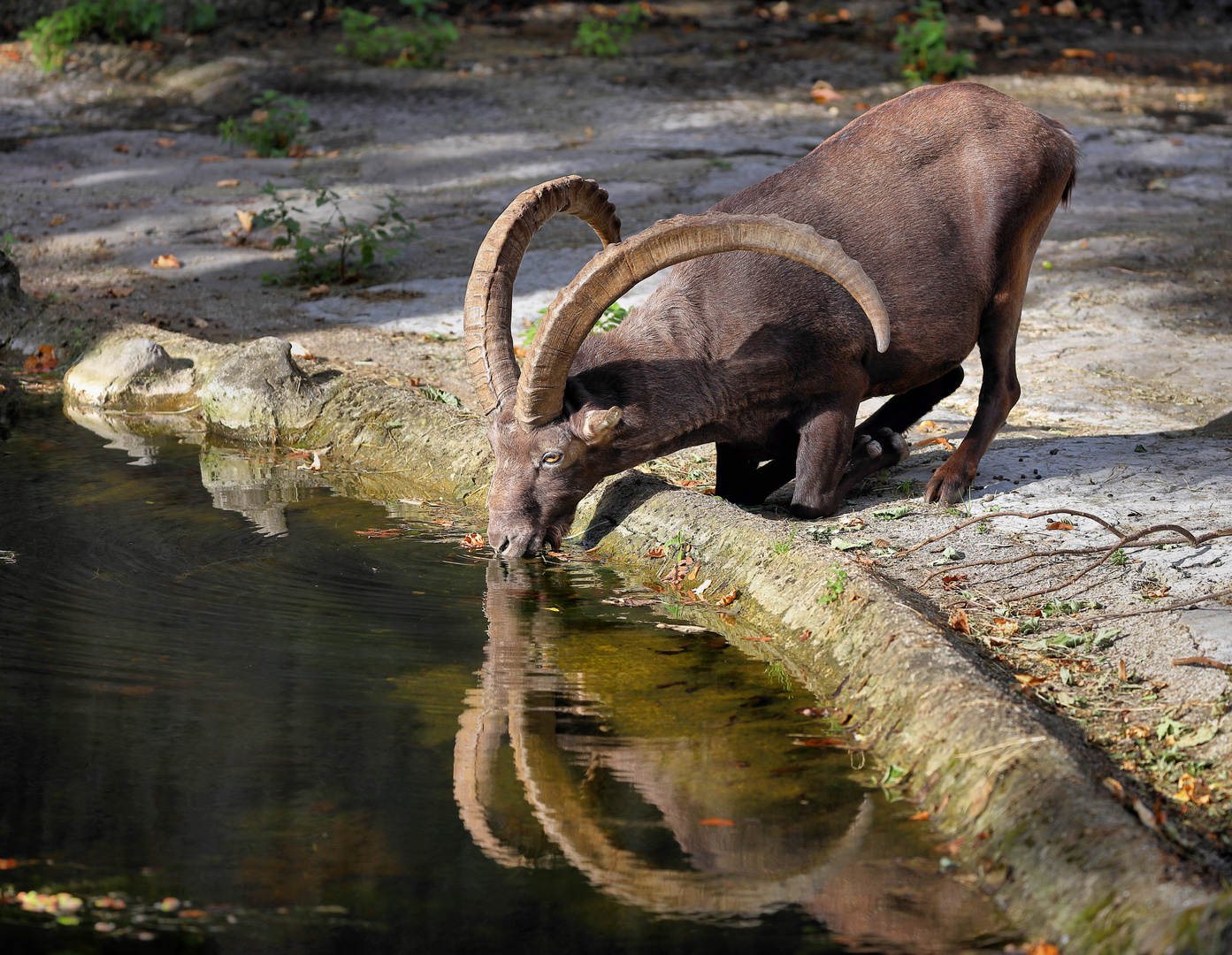 trinkender Steinbock