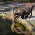 trinkender Steinbock