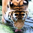 trinkender Tiger