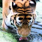trinkender Tiger