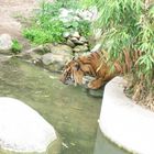 trinkender Tiger