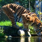 Trinkender Tiger ZOO Leipzig