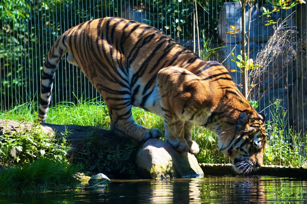 Trinkender Tiger ZOO Leipzig