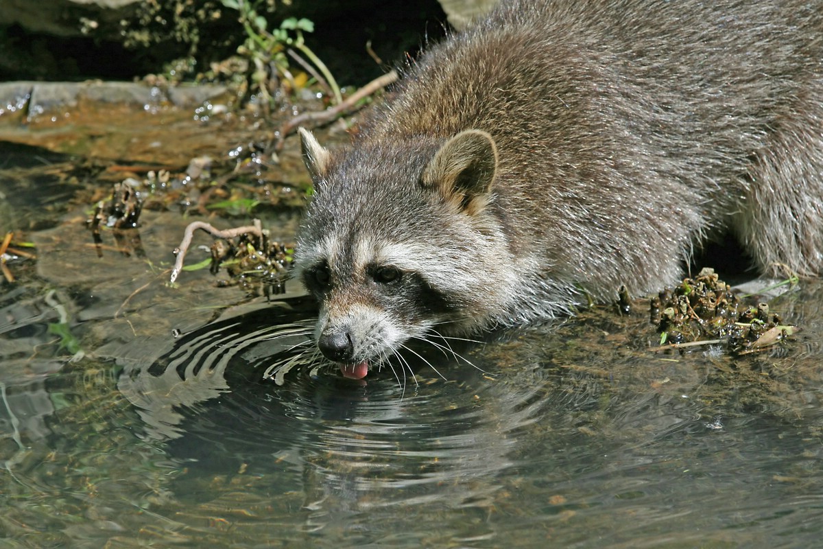 trinkender Waschbär