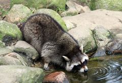 trinkender Waschbär (Procyon locor)