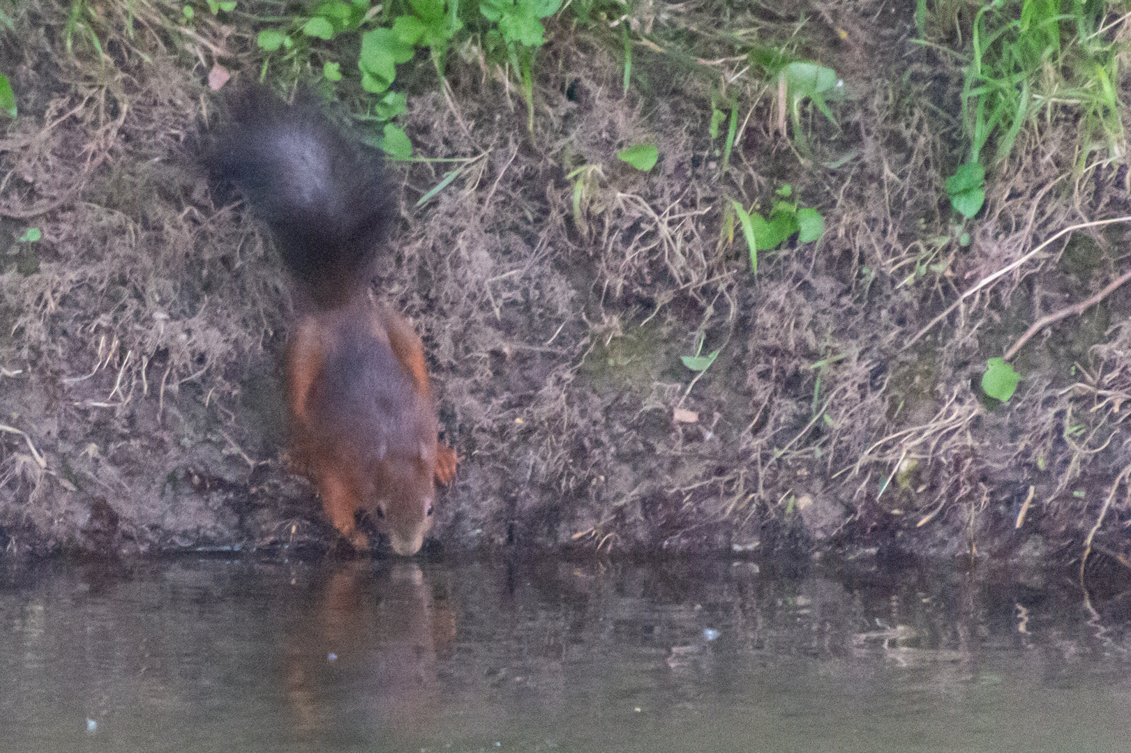 Trinkendes Eichhörnchen