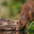 trinkendes Eichhörnchen