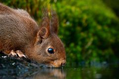 Trinkendes Eichhörnchen