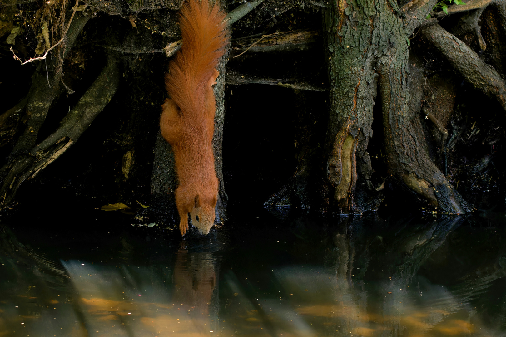 Trinkendes Eichhörnchen (Sciurus) 