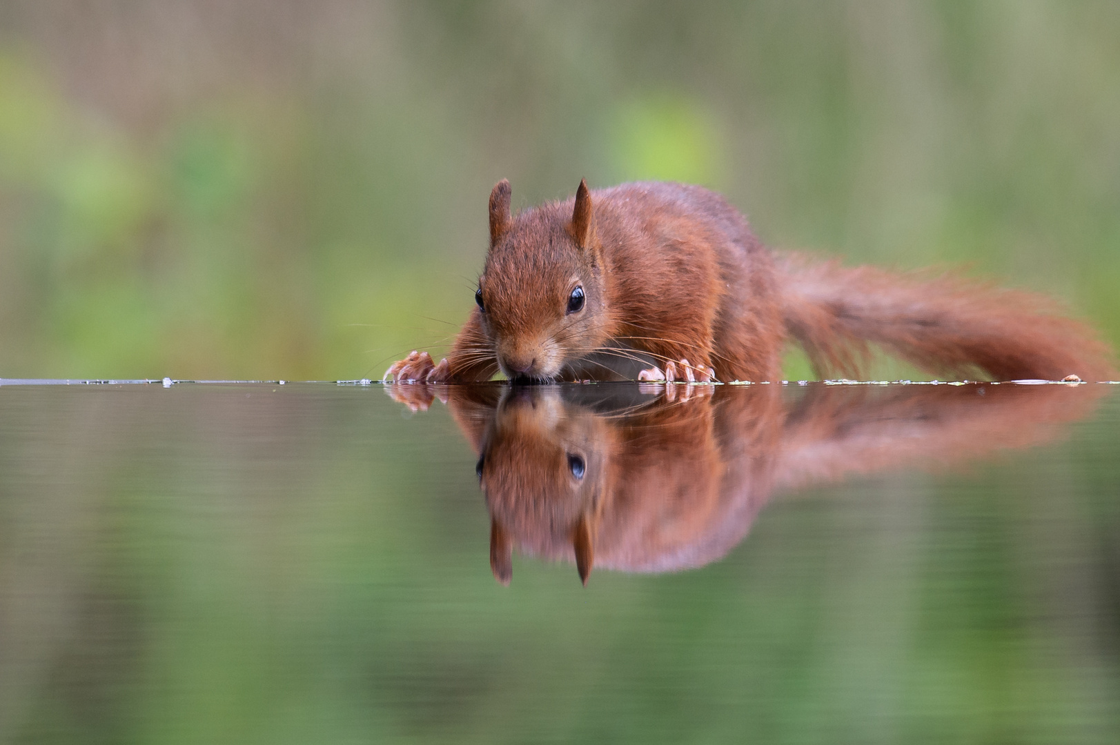 Trinkendes Hörnchen