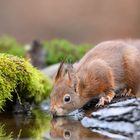 Trinkendes Hörnchen