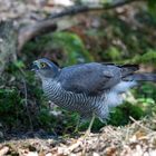 Trinkendes Sperberweib am Waldrinnsal