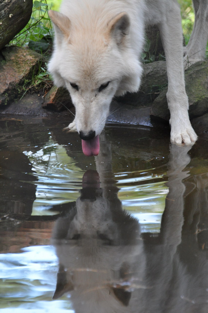 Trinkener Polarwolf