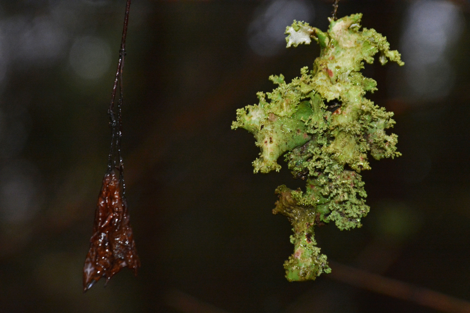 Trinkets of the forest