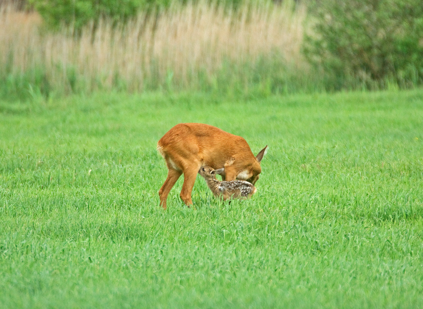 Trinkgelage - Rehe