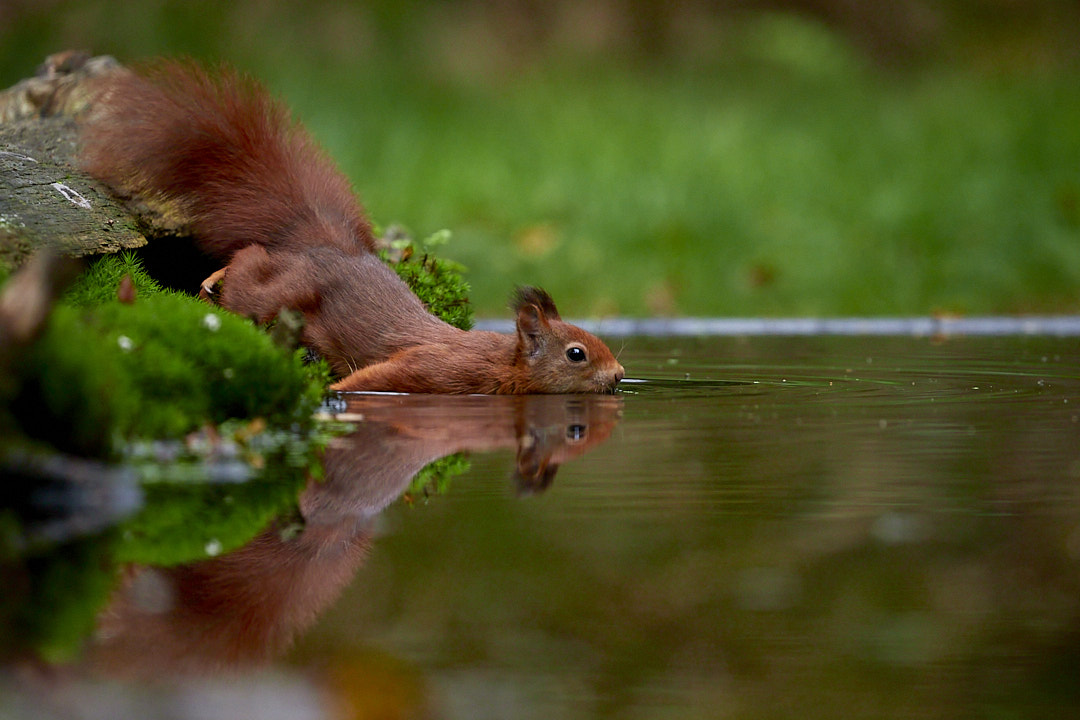 Trinkst Du noch oder badest Du schon...? Foto & Bild eichhörnchen