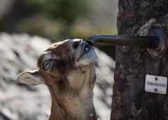 Trinkwasser / Mufflon